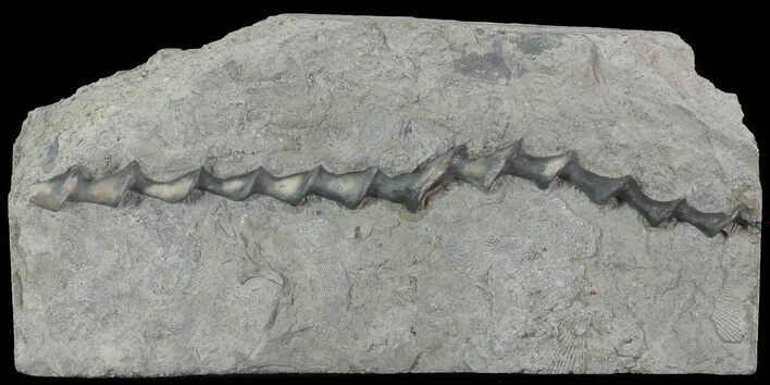 Archimedes Screw Bryozoan Fossil - Missouri #68675